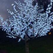 ヒメ日記 2026/01/26 08:28 投稿 白妃　くぅ PLATINA R-30（すすきの）