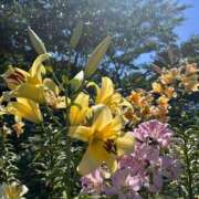 ヒメ日記 2026/08/13 08:42 投稿 白妃　くぅ PLATINA（すすきの）
