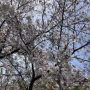 ヒメ日記 2025/04/09 07:33 投稿 ゆう モアグループ熊谷人妻花壇