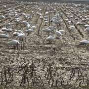 ヒメ日記 2026/03/30 10:36 投稿 ゆう モアグループ熊谷人妻花壇