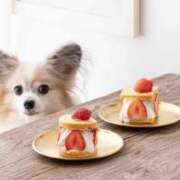 ヒメ日記 2024/12/18 09:02 投稿 志波 菜穂 30代40代50代と遊ぶなら博多人妻専科24時