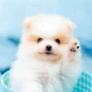 ヒメ日記 2025/03/16 08:03 投稿 志波 菜穂 30代40代50代と遊ぶなら博多人妻専科24時