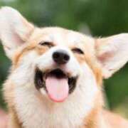 ヒメ日記 2025/03/31 19:26 投稿 志波 菜穂 30代40代50代と遊ぶなら博多人妻専科24時