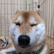 ヒメ日記 2025/04/15 21:54 投稿 志波 菜穂 30代40代50代と遊ぶなら博多人妻専科24時