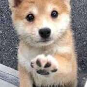 ヒメ日記 2025/04/23 11:01 投稿 志波 菜穂 30代40代50代と遊ぶなら博多人妻専科24時