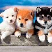 ヒメ日記 2025/06/01 09:10 投稿 志波 菜穂 30代40代50代と遊ぶなら博多人妻専科24時