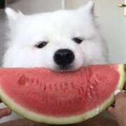 ヒメ日記 2025/07/17 20:38 投稿 志波 菜穂 30代40代50代と遊ぶなら博多人妻専科24時