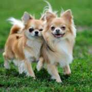 ヒメ日記 2025/09/27 09:15 投稿 志波 菜穂 30代40代50代と遊ぶなら博多人妻専科24時