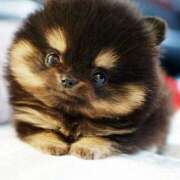 ヒメ日記 2025/10/11 09:30 投稿 志波 菜穂 30代40代50代と遊ぶなら博多人妻専科24時