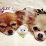 ヒメ日記 2025/10/30 17:32 投稿 志波 菜穂 30代40代50代と遊ぶなら博多人妻専科24時