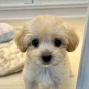 ヒメ日記 2025/10/30 19:31 投稿 志波 菜穂 30代40代50代と遊ぶなら博多人妻専科24時