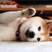 ヒメ日記 2025/11/08 09:31 投稿 志波 菜穂 30代40代50代と遊ぶなら博多人妻専科24時