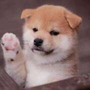 ヒメ日記 2025/11/30 08:03 投稿 志波 菜穂 30代40代50代と遊ぶなら博多人妻専科24時