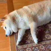 ヒメ日記 2025/11/30 10:08 投稿 志波 菜穂 30代40代50代と遊ぶなら博多人妻専科24時