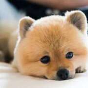 志波 菜穂 出勤 30代40代50代と遊ぶなら博多人妻専科24時