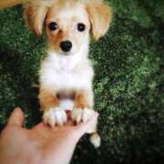 ヒメ日記 2025/12/16 18:15 投稿 志波 菜穂 30代40代50代と遊ぶなら博多人妻専科24時