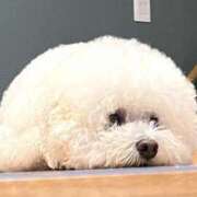 ヒメ日記 2025/12/18 08:32 投稿 志波 菜穂 30代40代50代と遊ぶなら博多人妻専科24時