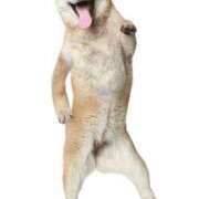 ヒメ日記 2026/03/04 07:32 投稿 志波 菜穂 30代40代50代と遊ぶなら博多人妻専科24時