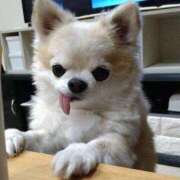 ヒメ日記 2026/04/09 13:28 投稿 志波 菜穂 30代40代50代と遊ぶなら博多人妻専科24時