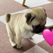 志波 菜穂 出勤 30代40代50代と遊ぶなら博多人妻専科24時