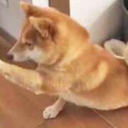 ヒメ日記 2026/04/17 21:04 投稿 志波 菜穂 30代40代50代と遊ぶなら博多人妻専科24時