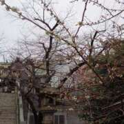 ヒメ日記 2025/03/08 09:39 投稿 入江 鶯谷デッドボール