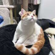 ヒメ日記 2026/02/07 06:40 投稿 にいこ Candy×Candy （キャンディ×キャンディ）