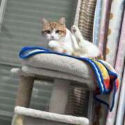 ヒメ日記 2026/04/05 06:44 投稿 にいこ Candy×Candy （キャンディ×キャンディ）