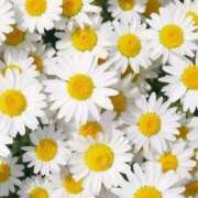 ヒメ日記 2025/01/15 23:11 投稿 ありさ 待ちナビ