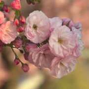 ヒメ日記 2025/04/14 21:01 投稿 にあ 11チャンネル