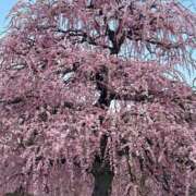 ヒメ日記 2025/03/22 19:11 投稿 ゆり 即アポ奥さん〜名古屋店〜