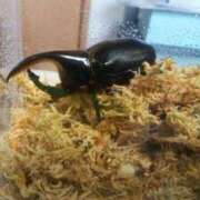 ヒメ日記 2024/12/14 23:12 投稿 しおん 熟女の風俗最終章 池袋店