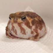 ヒメ日記 2025/03/09 16:31 投稿 しおん 熟女の風俗最終章 池袋店