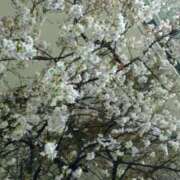 ヒメ日記 2025/03/15 13:52 投稿 しおん 熟女の風俗最終章 池袋店