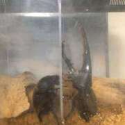 ヒメ日記 2025/08/13 18:03 投稿 しおん 熟女の風俗最終章 池袋店