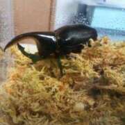 ヒメ日記 2025/09/14 20:12 投稿 しおん 熟女の風俗最終章 池袋店