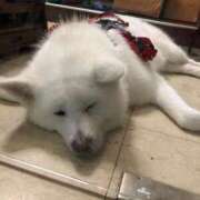 ヒメ日記 2025/12/15 10:20 投稿 千春 素人妻達☆マイふぇらレディー