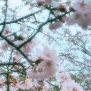 ヒメ日記 2025/04/03 09:42 投稿 めいさ sakura