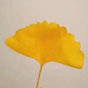 ヒメ日記 2025/12/03 11:10 投稿 うい 鹿児島ちゃんこ霧島店