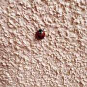 ヒメ日記 2026/04/05 00:39 投稿 うい 鹿児島ちゃんこ霧島店