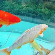 ヒメ日記 2026/06/06 18:49 投稿 うい 鹿児島ちゃんこ霧島店