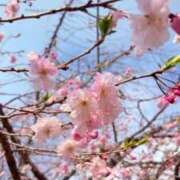 ヒメ日記 2026/04/18 07:18 投稿 日下部　あゆ プルプル京都性感エステ　はんなり