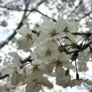 ヒメ日記 2025/04/04 08:13 投稿 しいな cocoro