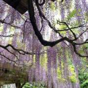 ヒメ日記 2026/04/30 07:45 投稿 麻紀-maki- MANDALA