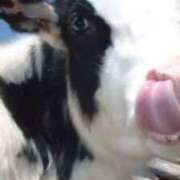 ヒメ日記 2024/12/26 18:04 投稿 久城朝香 五十路マダム愛されたい熟女たち 津山店