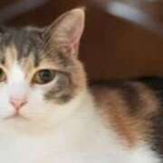 ヒメ日記 2024/12/27 23:14 投稿 久城朝香 五十路マダム愛されたい熟女たち 津山店