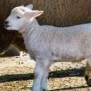 ヒメ日記 2024/12/28 13:52 投稿 久城朝香 五十路マダム愛されたい熟女たち 津山店