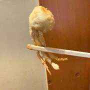 ヒメ日記 2026/04/11 11:42 投稿 美羽 the SPA KADOEBI