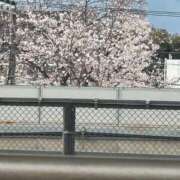 ヒメ日記 2025/04/08 01:03 投稿 小夜香(さやか) 八王子人妻城