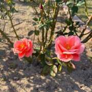 ヒメ日記 2025/12/08 09:58 投稿 まどか 人妻美人館